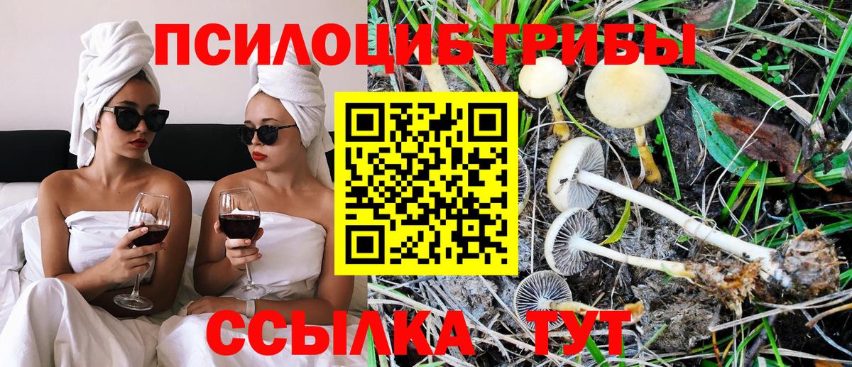 Галлюциногенные грибы Psilocybe Среднеуральск